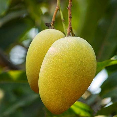 Why Frootex is the Best Place to Buy GI-Tagged Premium Fruits Online: Freshness, Authenticity, and Fast Delivery Guaranteed