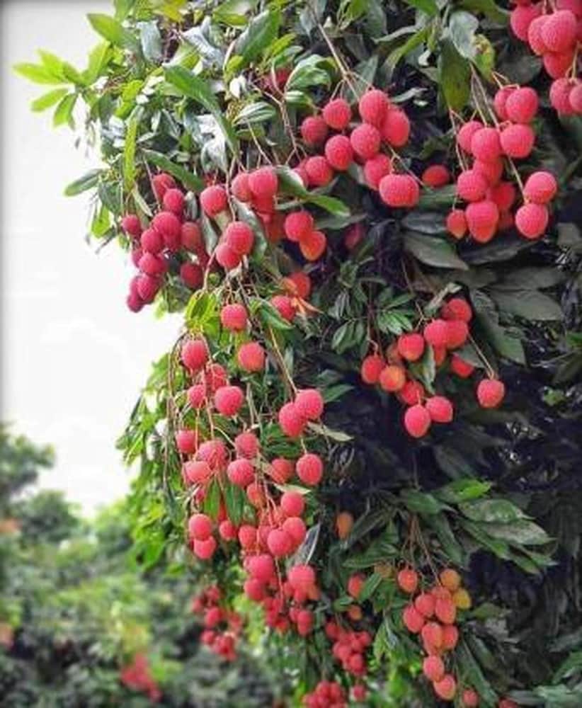 The Secret Behind the Perfect Taste of Bihar’s Jardalu Mangoes and Shahi Litchis — Only at Frootex!